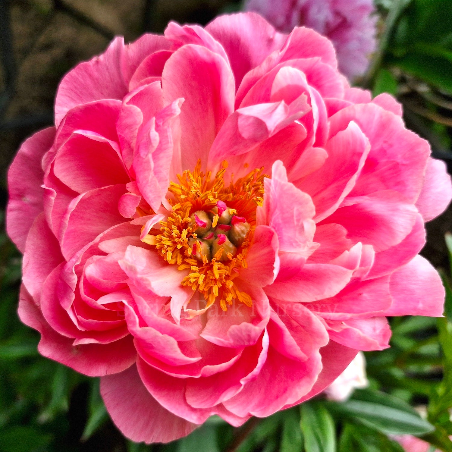 Herbaceous Peony 'Coral Supreme'