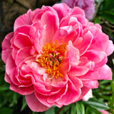 Herbaceous Peony 'Coral Supreme'