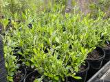 Corokia 'Clover'