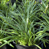 Agapanthus 'Streamline'