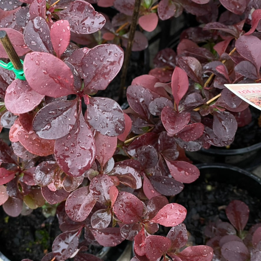 Berberis thunbergii f. atropurpurea