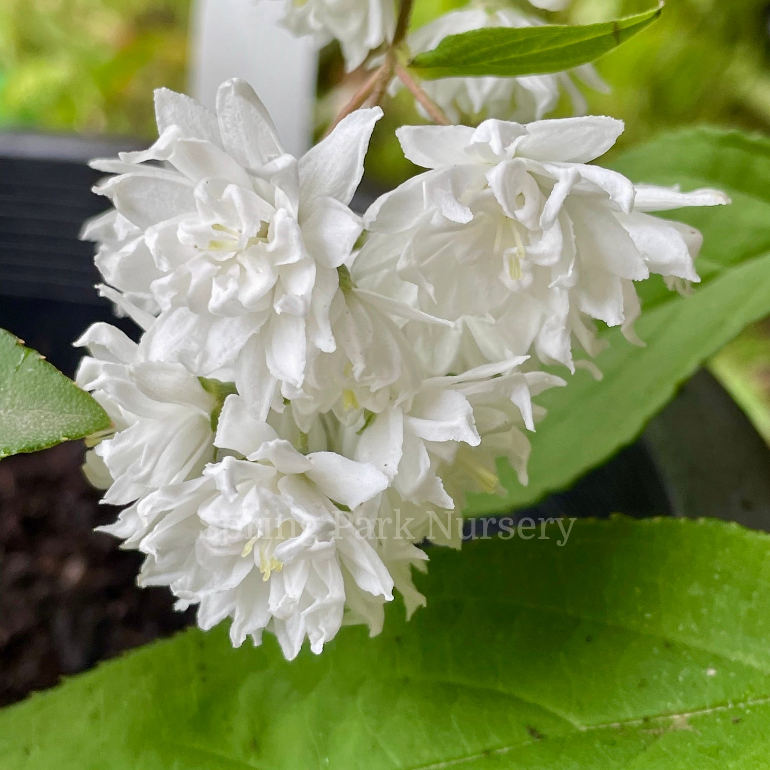 Deutzia scabra 'Candidissima'