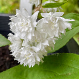 Deutzia scabra 'Candidissima'