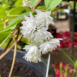 Deutzia scabra 'Candidissima'