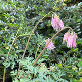 Dicentra formosa 'Stuart Boothman'