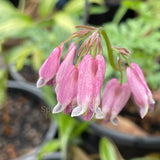 Dicentra formosa 'Stuart Boothman'