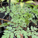 Dicentra formosa 'Stuart Boothman'
