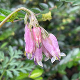 Dicentra formosa 'Stuart Boothman'