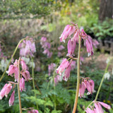 Dicentra formosa 'Stuart Boothman'