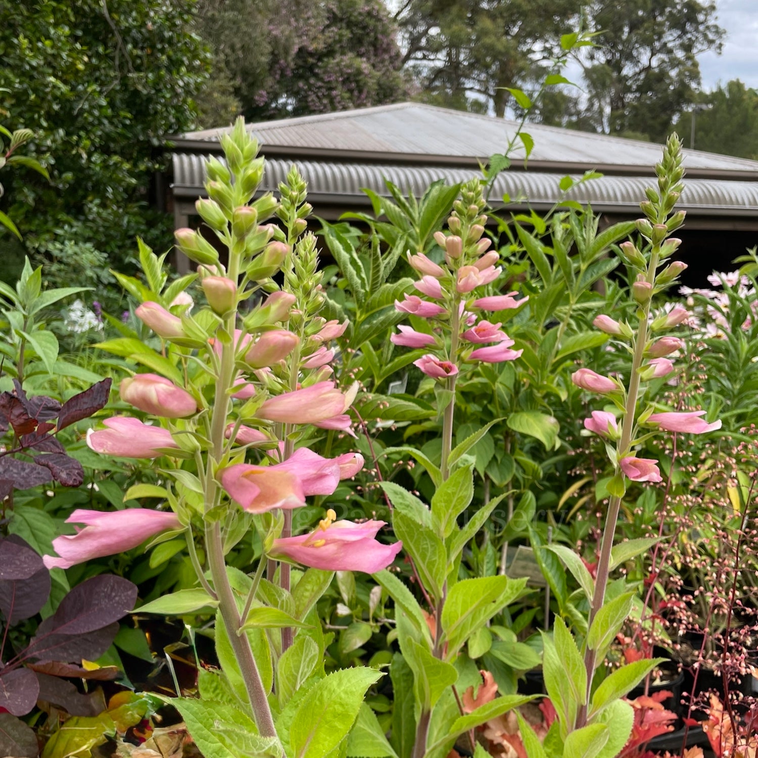 Digiplexis 'Flamingo'