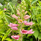 Digiplexis 'Flamingo'