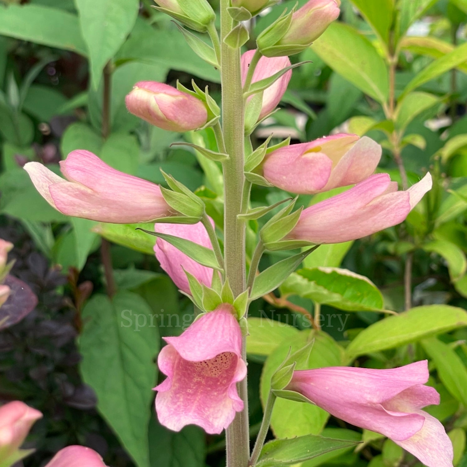Digiplexis 'Flamingo'