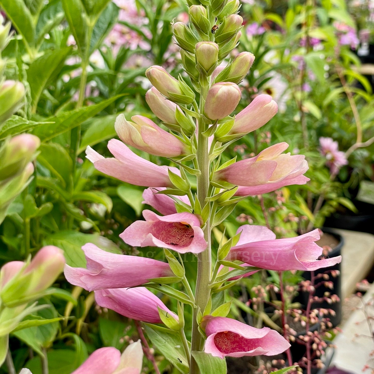 Digiplexis 'Flamingo'