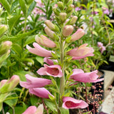 Digiplexis 'Flamingo'