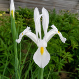 Dutch Iris 'Alaska'