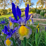 Dutch Iris 'Miss Saigon'