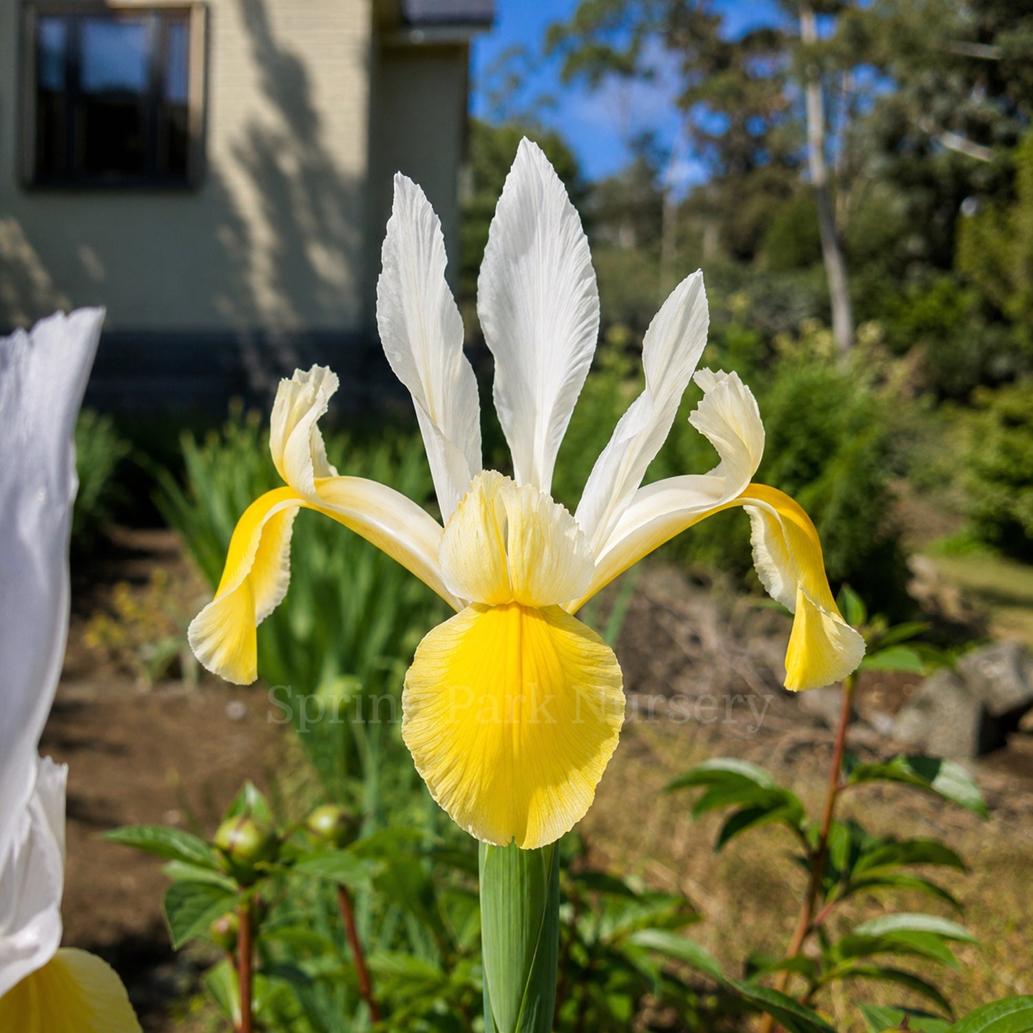 Dutch Iris 'Montecito'