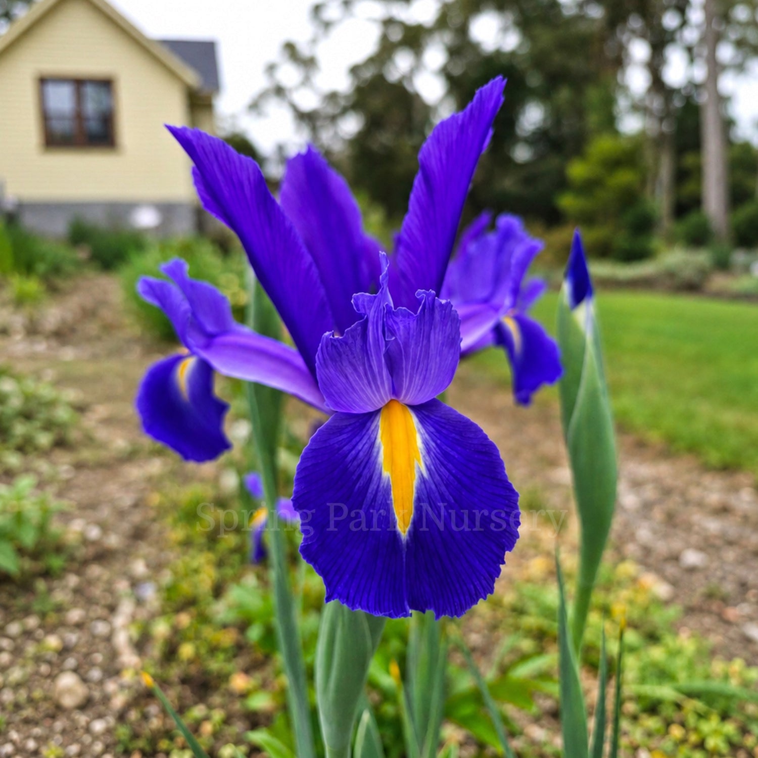 Dutch Iris 'Discovery'