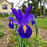 Dutch Iris 'Discovery'