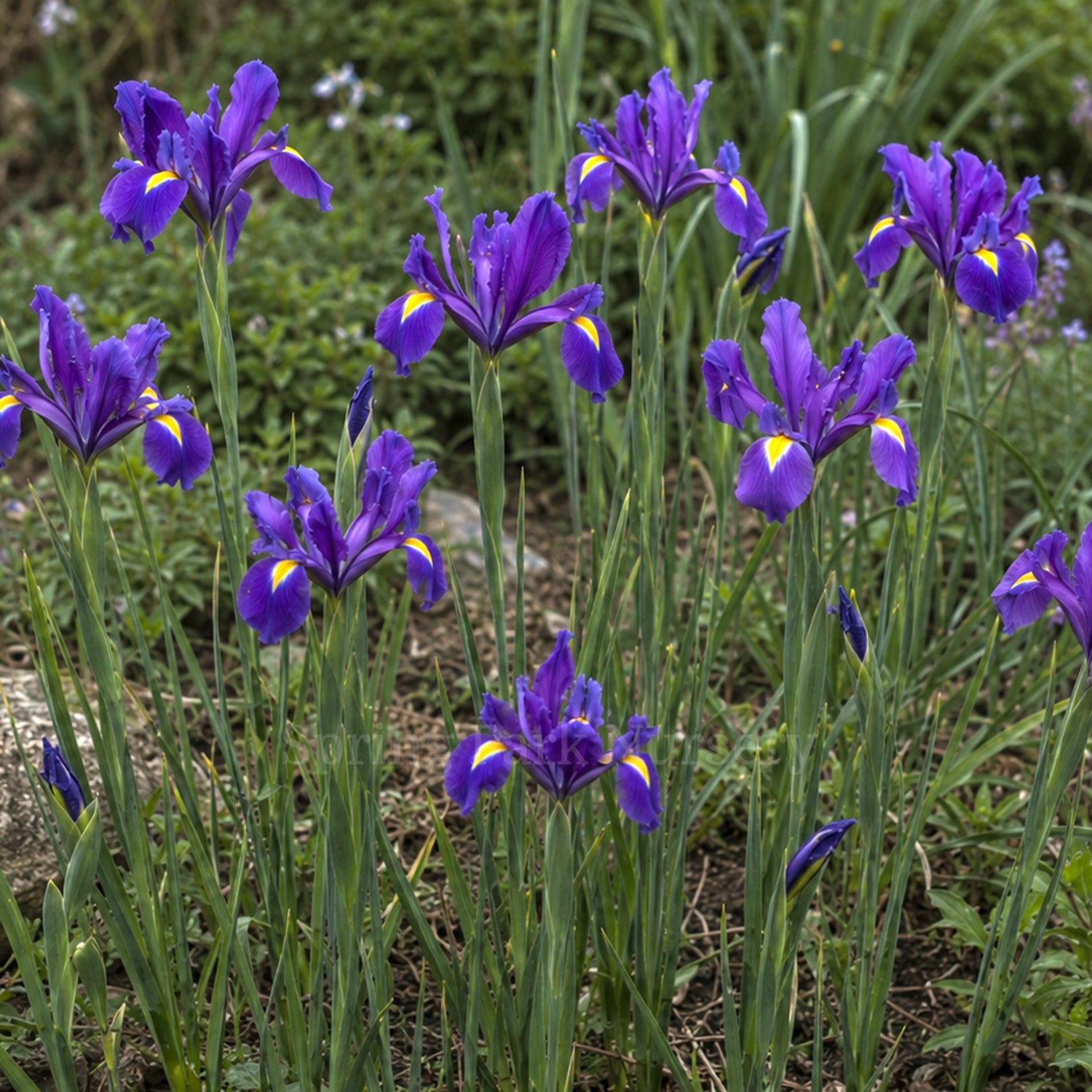Dutch Iris 'Valentine'
