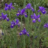 Dutch Iris 'Valentine'