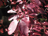 Euonymus alatus