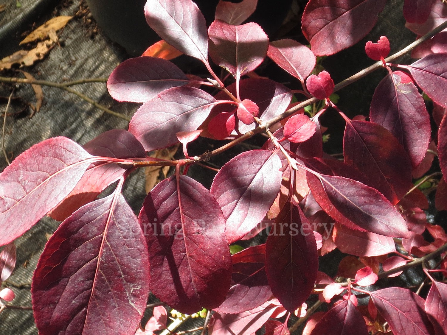 Euonymus alatus