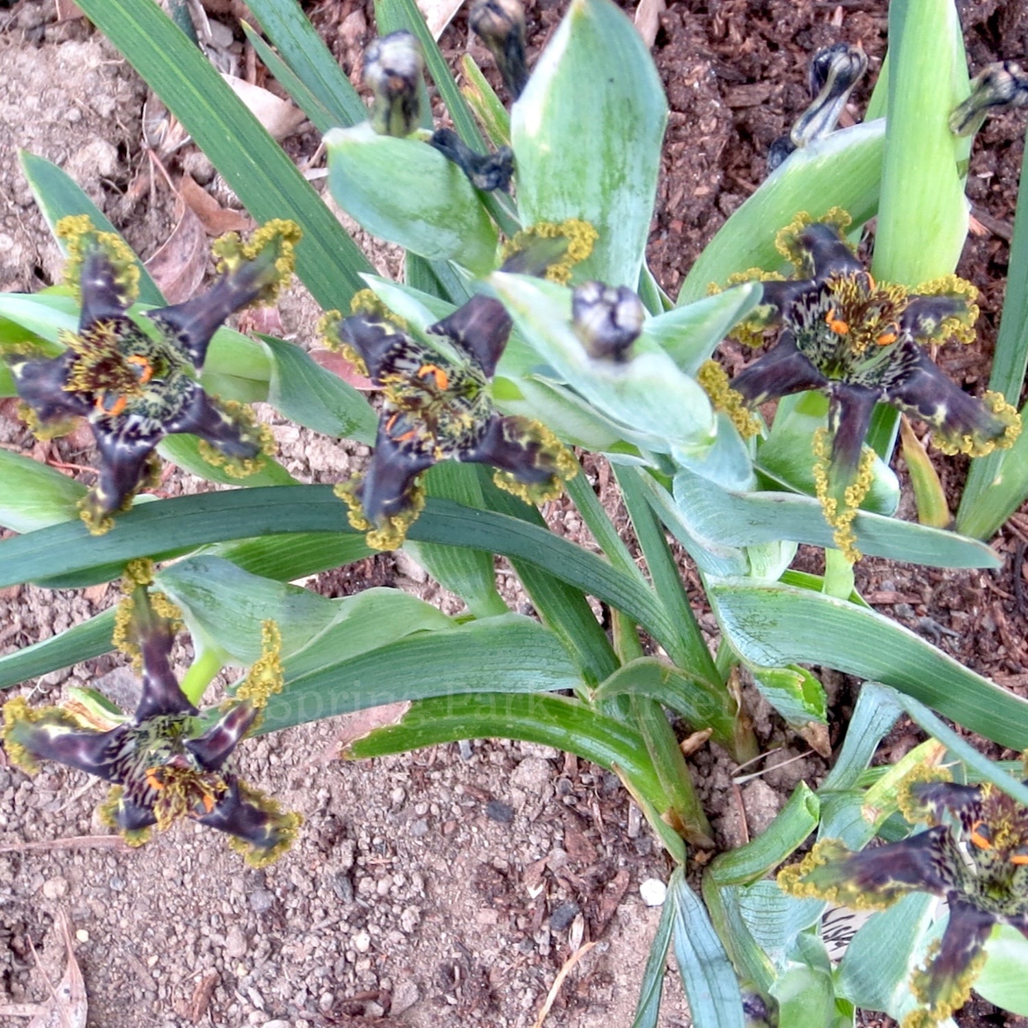 Ferraria crispa