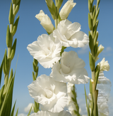 Gladiolus 'Flevo Snow'
