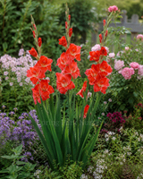 Gladiolus 'Atom'