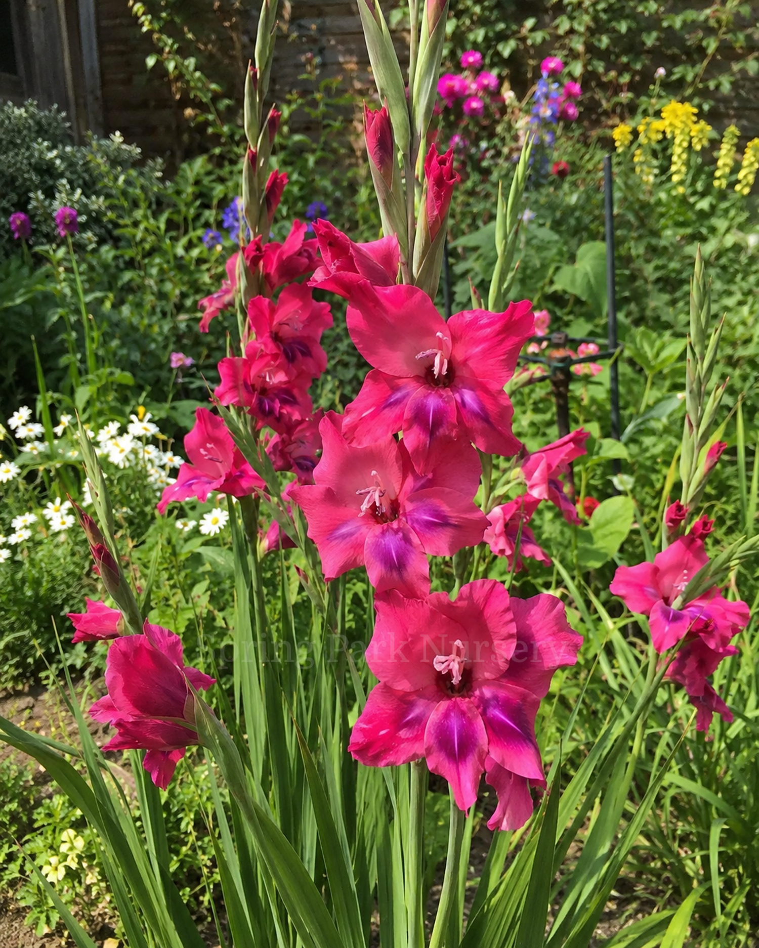 Gladiolus 'Volcano'