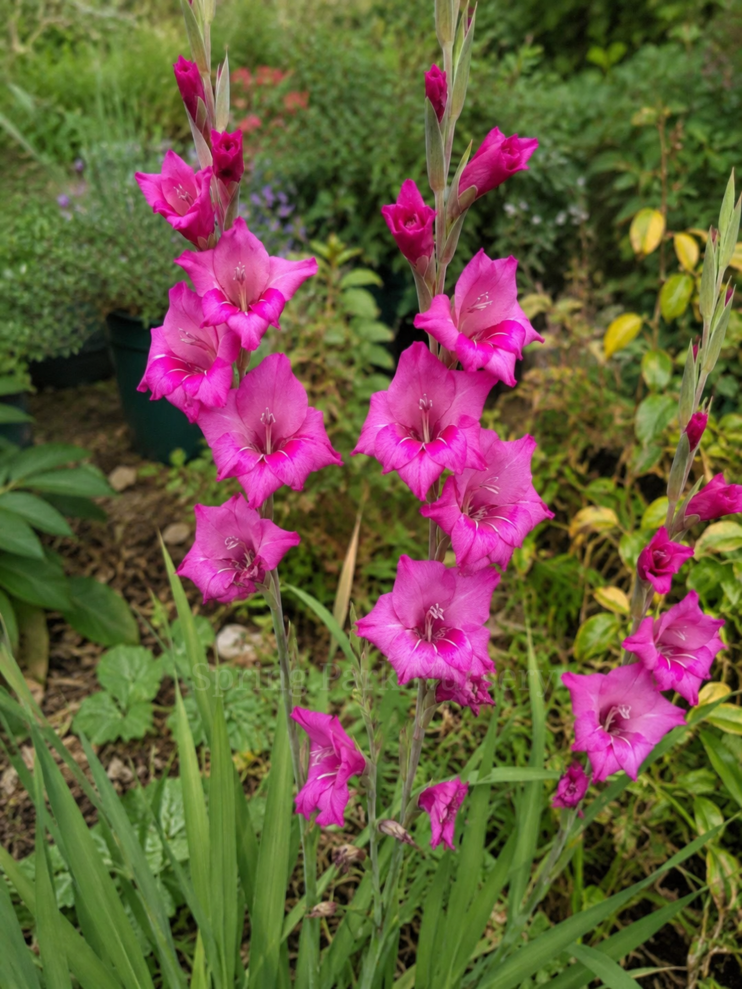 Gladiolus 'Summer Jewel'