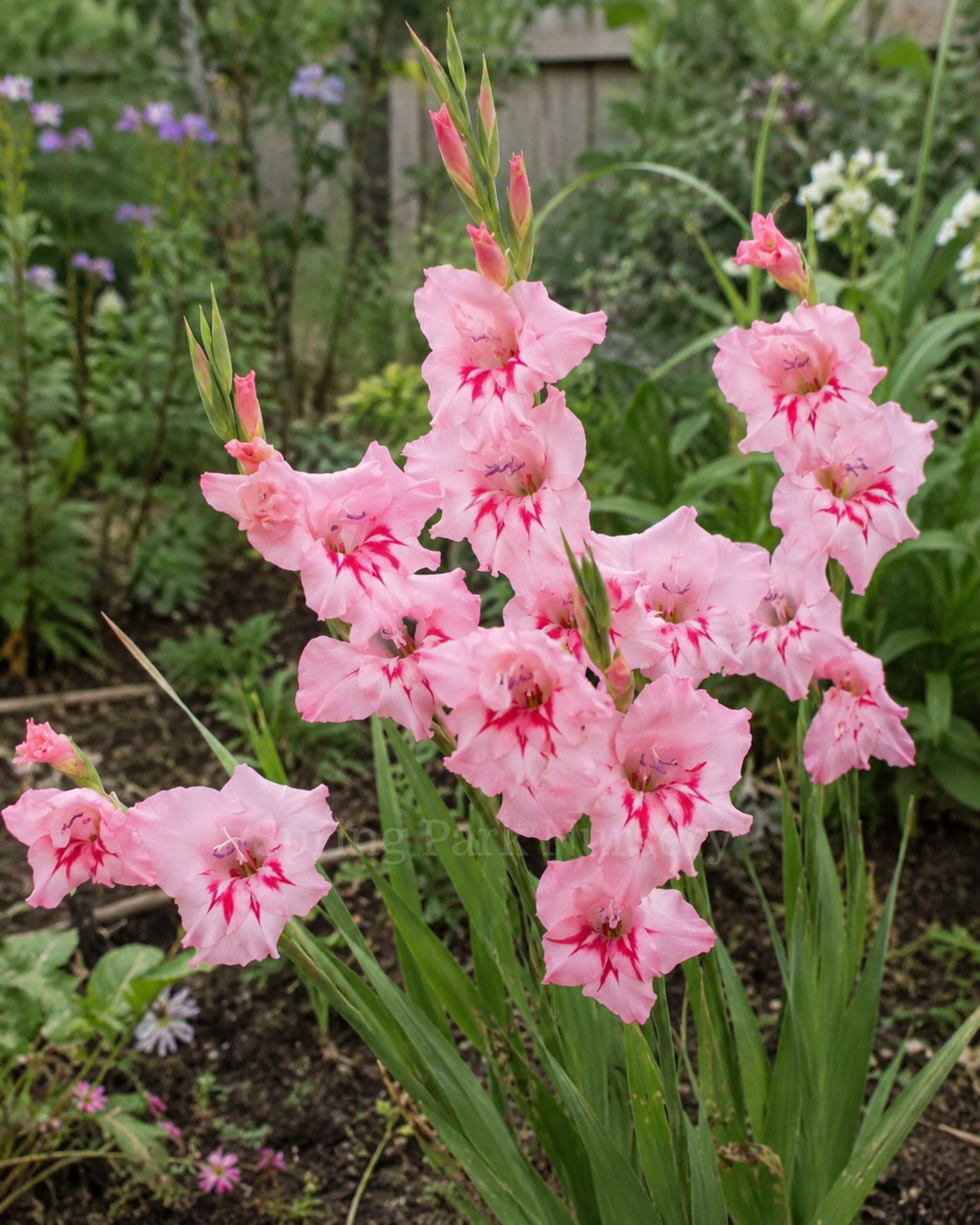 Gladiolus 'Summer Love'