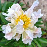 Herbaceous Peony 'Green Lotus'
