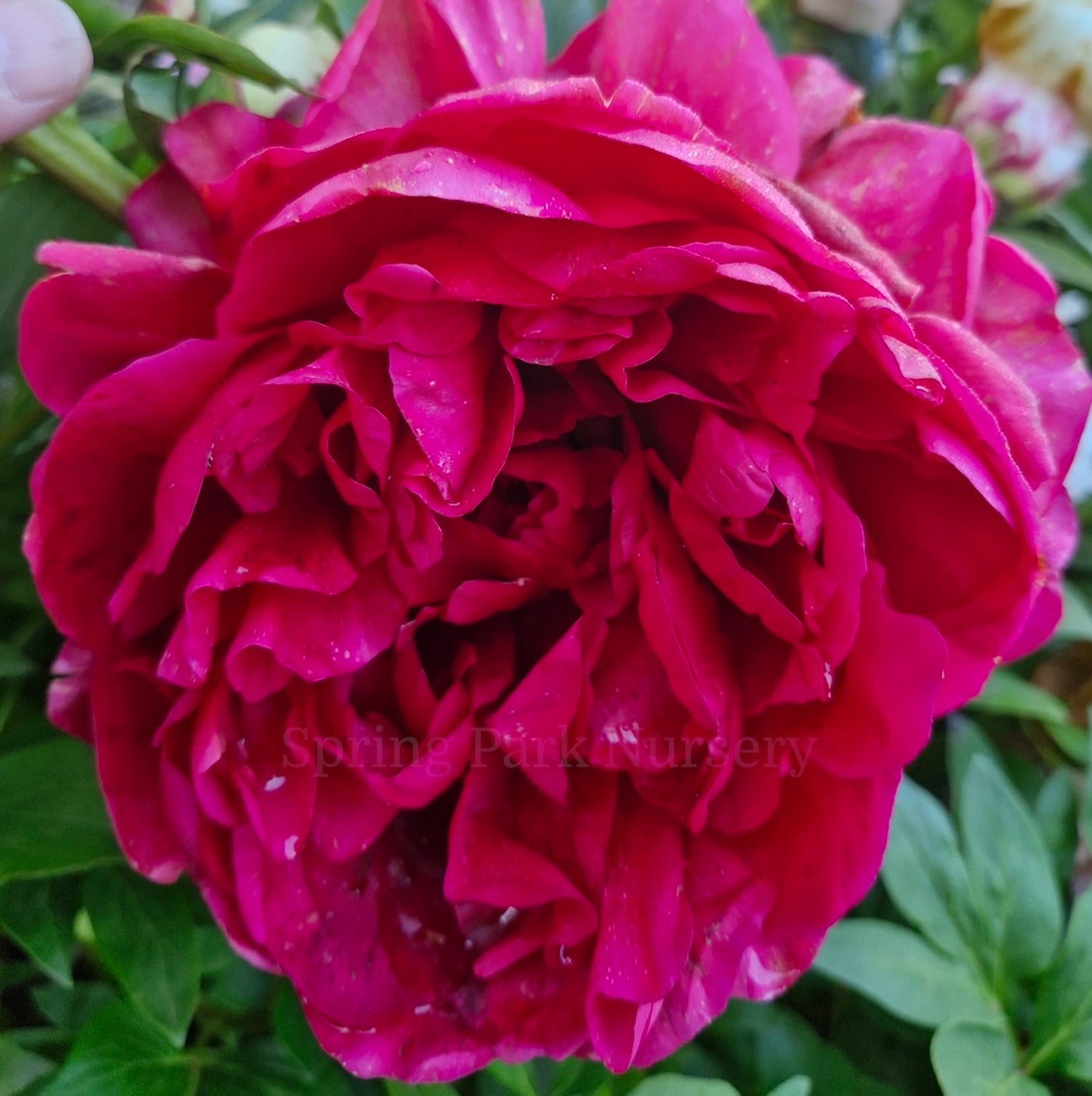 Herbaceous Peony 'Henry Bockstoce'