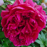Herbaceous Peony 'Henry Bockstoce'