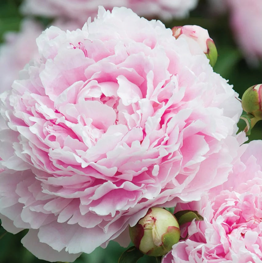 Herbaceous Peony 'Miss Melbourne'