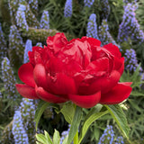 Herbaceous Peony 'Estrellia'