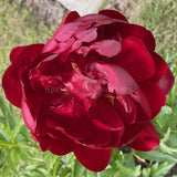 Herbaceous Peony 'Estrellia'