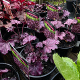 Heuchera 'Forever Purple'