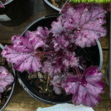 Heuchera 'Forever Purple'