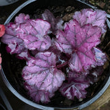 Heuchera 'Forever Purple'