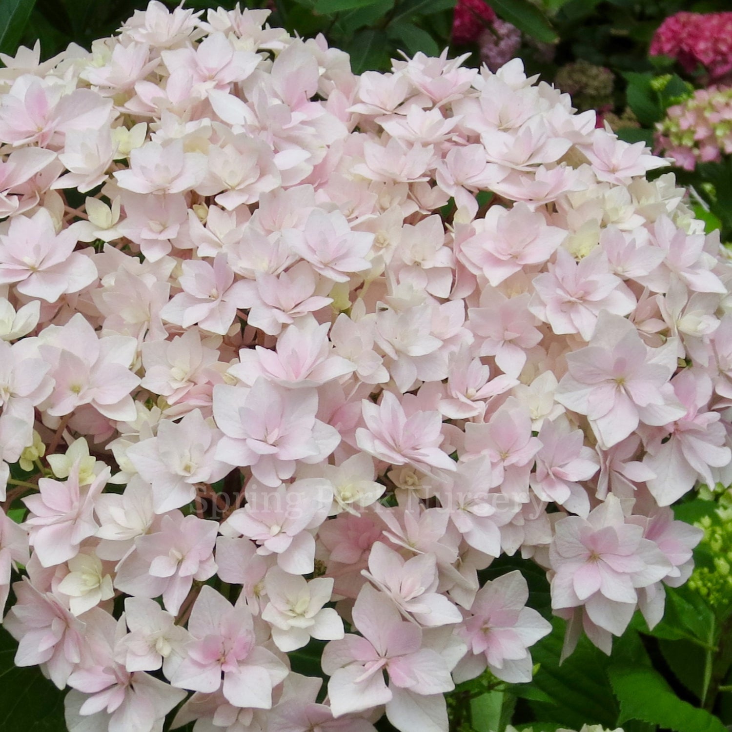 Hydrangea macrophylla 'Peace'
