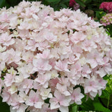 Hydrangea macrophylla 'Peace'