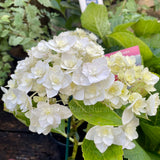 Hydrangea macrophylla 'Peace'
