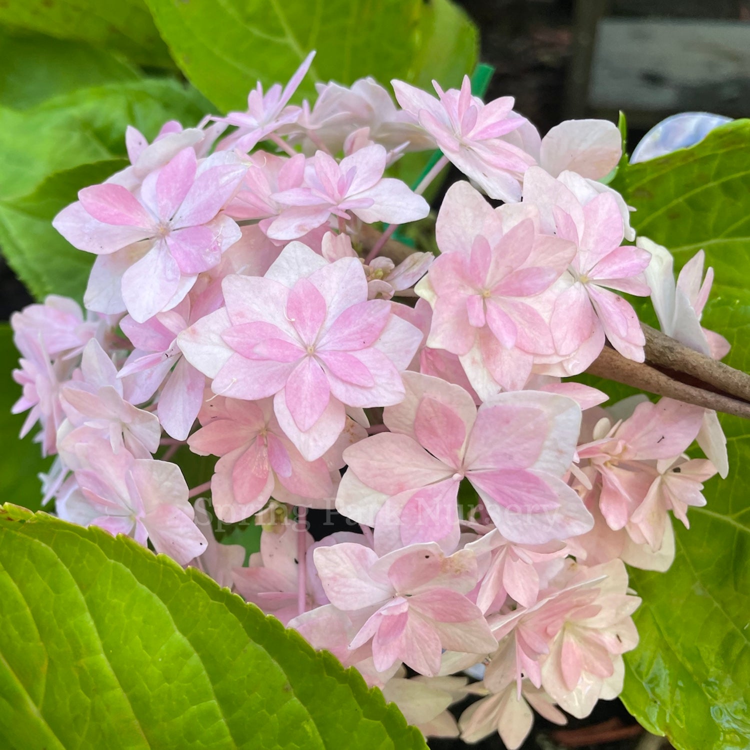 Hydrangea macrophylla 'Peace'