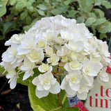 Hydrangea macrophylla 'Peace'