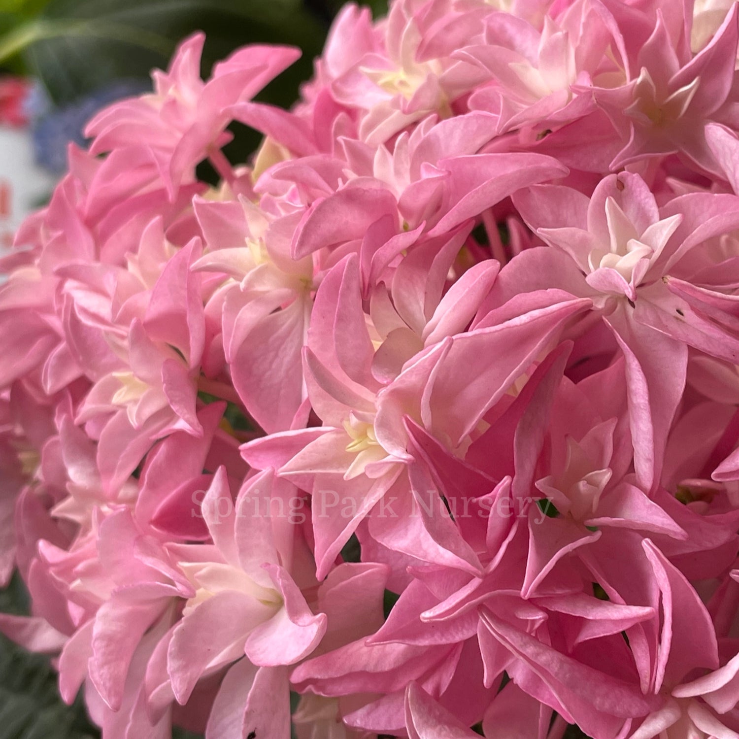 Hydrangea macrophylla Perfection