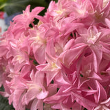 Hydrangea macrophylla Perfection