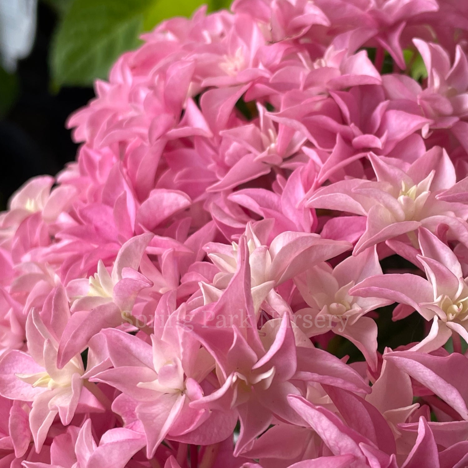 Hydrangea macrophylla Perfection